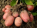Картофель Манифест семенной (элита), 5 кг Картофель Манифест семенной (элита), 5 кг