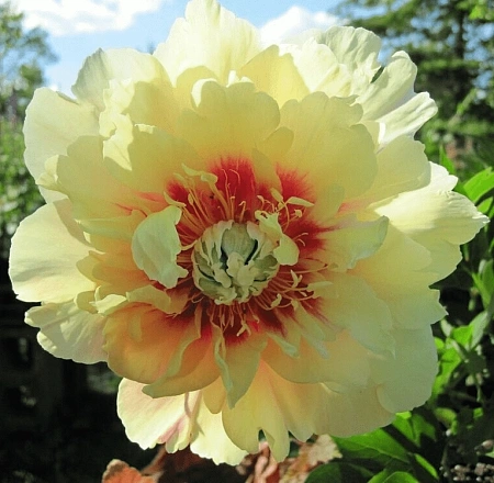 Пион ИТО Prairie Charm (Прери Шарм) (уп. 1 шт)