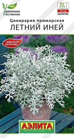 Цинерария Летний иней 0,1 г (АЭЛИТА) Цинерария Летний иней 0,1 г (АЭЛИТА)