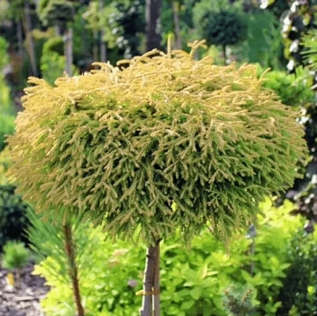Туя Голден Таффет (Golden Tuffet) западная на штамбе 80 см