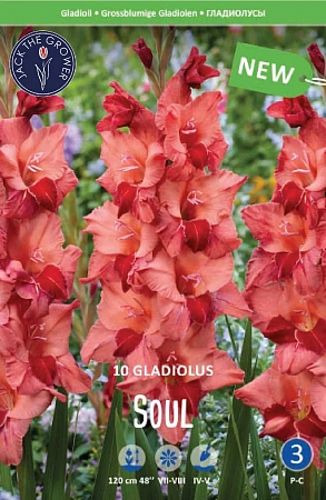 Гладиолус Soul, 10 шт (Lefeber)