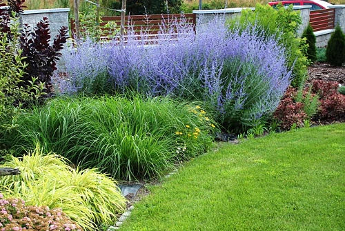 Перовския Blue Spire лебедолистная Перовския Blue Spire лебедолистная