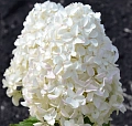 Гортензия Gardenlights Whitelight метельчатая С3 3-хлетка Гортензия Gardenlights Whitelight метельчатая С3 3-хлетка