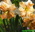 Нарцисс Golden Pearl Нарцисс Golden Pearl