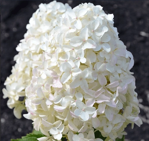 Гортензия Gardenlights Whitelight метельчатая С3 3-хлетка Гортензия Gardenlights Whitelight метельчатая С3 3-хлетка