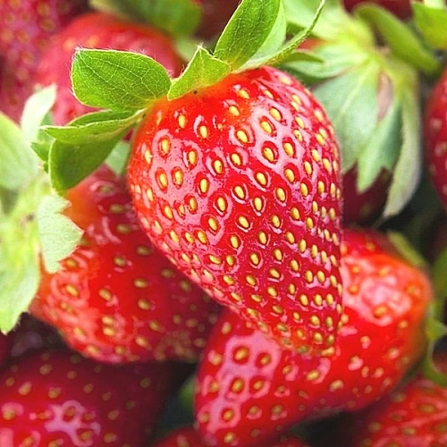 Клубника Альбион ремонтантная Клубника Альбион ремонтантная