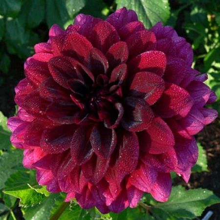 Георгина Voo Doo (1 шт. в уп.)