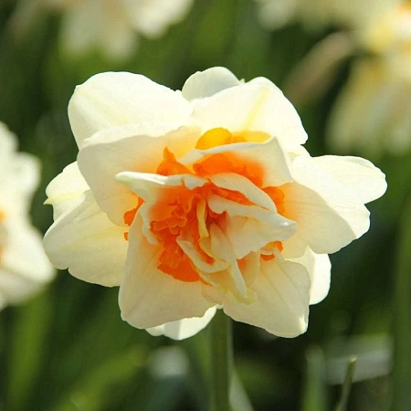 Нарцисс Flower Parade (5 шт. в уп.)