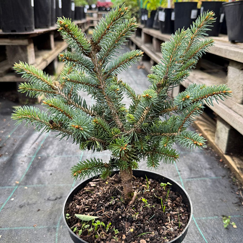Ель колючая Глаука Глобоза (Glauca Globosa) 25-30 см Ель колючая Глаука Глобоза (Glauca Globosa) 25-30 см