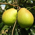 Груша Кудесница (однолетка) Груша Кудесница (однолетка)