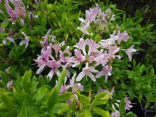 Азалия Вестерн лайтс С2 Азалия Вестерн лайтс С2