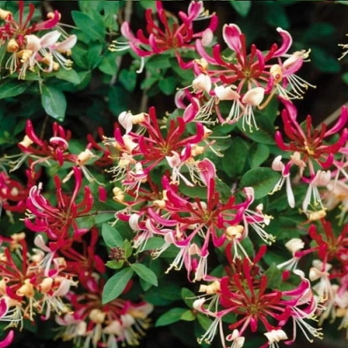 Жимолость декоративная Каприфоль Жимолость декоративная Каприфоль