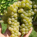 Виноград Бианка Виноград Бианка