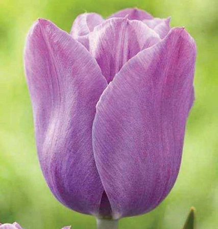 Тюльпан Violet Beauty