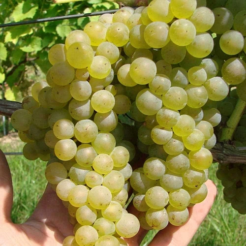 Виноград Бианка Виноград Бианка