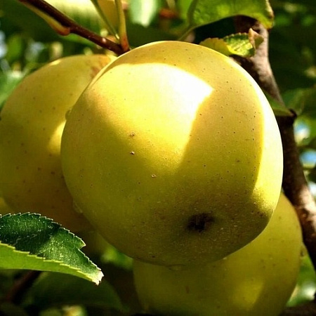 Яблоня Голден Парси сладкий