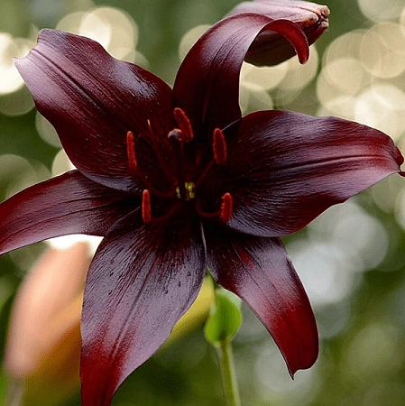 Лилия Night Flyer (уп. 1 шт)