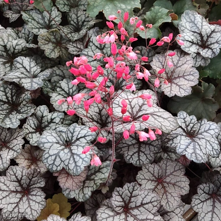 Гейхера Glitter Гейхера Glitter