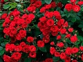 Роза почвопокровная Скарлет Мейяндекор (Scarlet Meillandecor) ярко-красная С4 Роза почвопокровная Скарлет Мейяндекор (Scarlet Meillandecor) ярко-красная С4