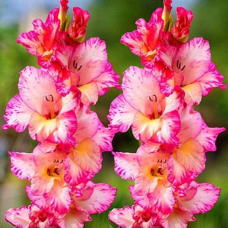 Гладиолус Shanna (уп. 7 шт) Гладиолус Shanna (уп. 7 шт)