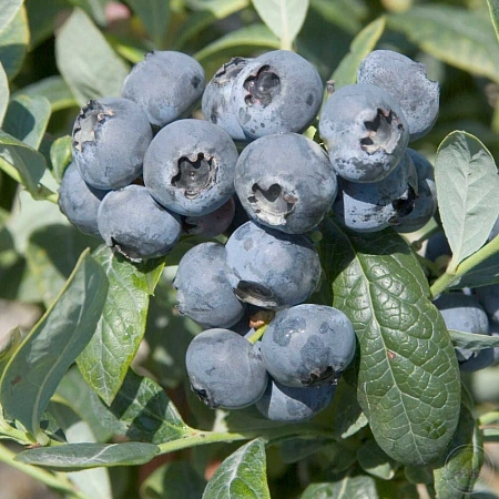 Голубика высокорослая Brigitta Голубика высокорослая Brigitta