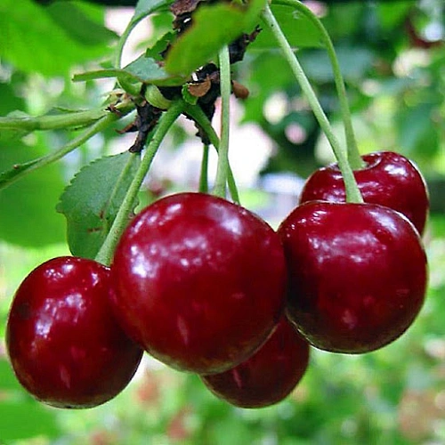 Вишня Гриот Белорусский Вишня Гриот Белорусский