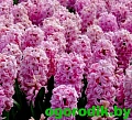 Гиацинт Fondant (3 шт. в уп.) Гиацинт Fondant (3 шт. в уп.)