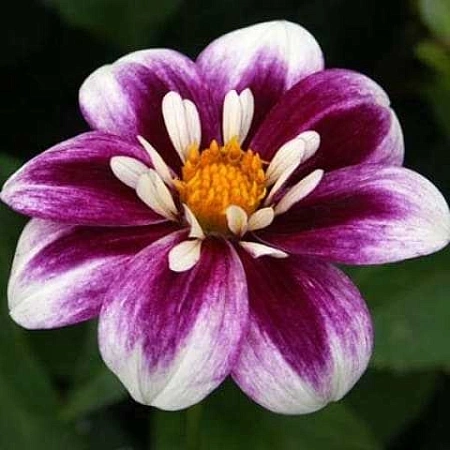 Георгина Impression Fabula (уп. 1 шт)