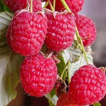 Малина Полана Малина Полана