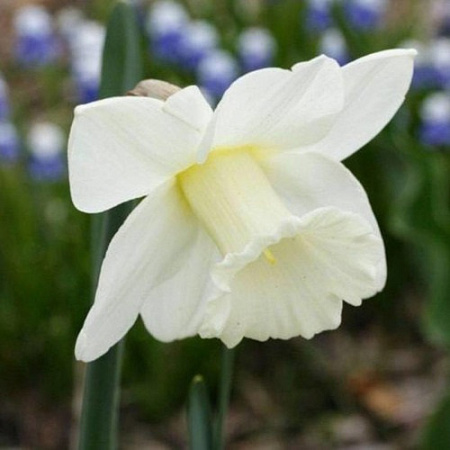 Нарцисс Oregon Snow (5 шт. в уп.)