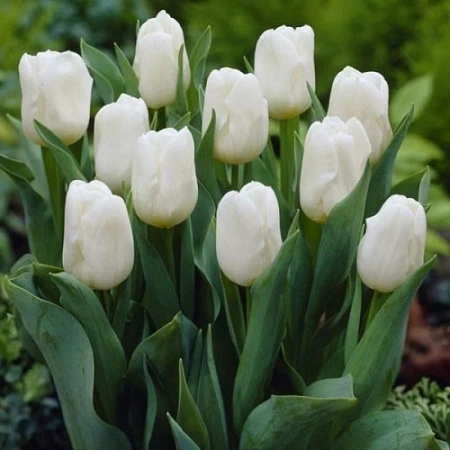 Тюльпан Royal Virgin