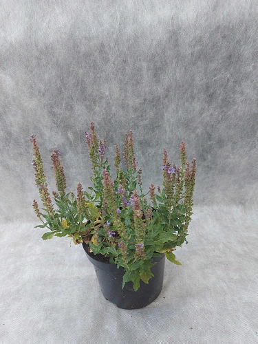 Шалфей дубравный Blauhugel Шалфей дубравный Blauhugel