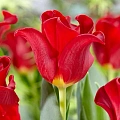 Тюльпан Red Dress (5 шт. в уп.) Тюльпан Red Dress (5 шт. в уп.)