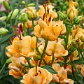 Лилия Apricot Fudge (уп. 1 шт) Лилия Apricot Fudge (уп. 1 шт)