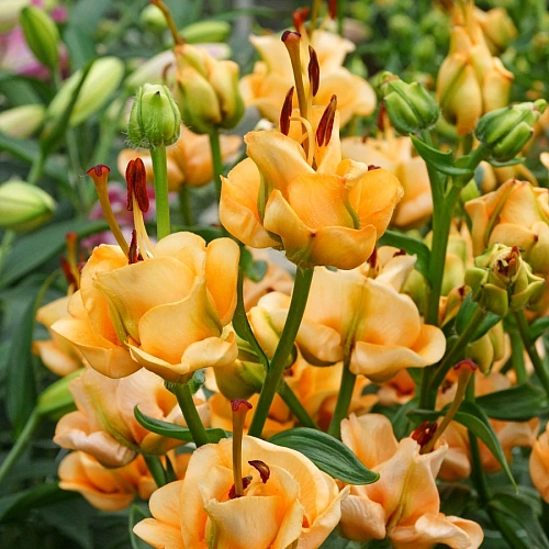 Лилия Apricot Fudge (уп. 1 шт) Лилия Apricot Fudge (уп. 1 шт)