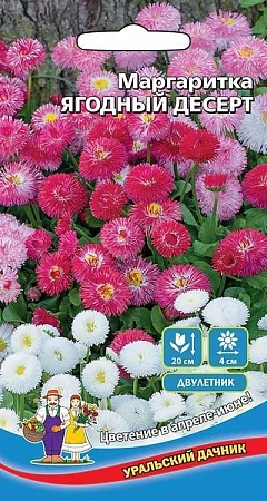 Маргаритка Ягодный десерт (УД) Маргаритка Ягодный десерт (УД)