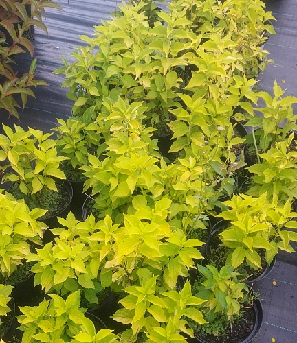 Спирея Golden Princess японская 20 см d.30 см Спирея Golden Princess японская 20 см d.30 см