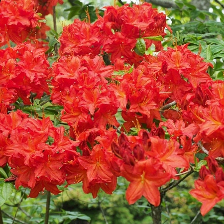 Азалия листопадная Hotspur Red 60-80 см Азалия листопадная Hotspur Red 60-80 см