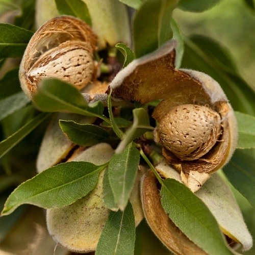 Миндаль Никитский Миндаль Никитский