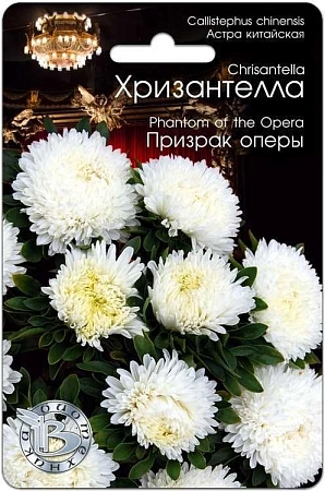 Астра Хризантелла Призрак оперы, 30 шт (Биотехника)