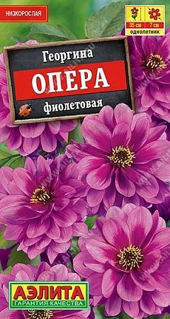 Георгина Опера фиолетовая, 7 шт Георгина Опера фиолетовая, 7 шт