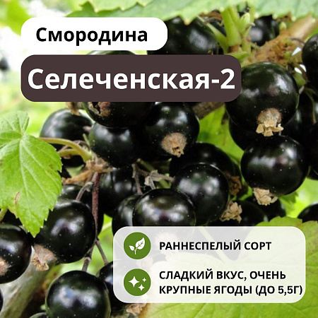 Смородина Селеченская-2 черная С3 Смородина Селеченская-2 черная С3