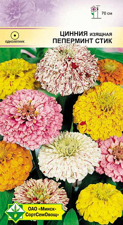 Цинния изящная Пеперминт стик, 0,5 г (МССО) Цинния изящная Пеперминт стик, 0,5 г (МССО)