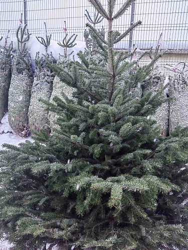 Пихта Нордмана 1,9-2,5 м Пихта Нордмана 1,9-2,5 м