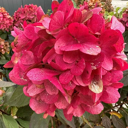 Гортензия Bonfire метельчатая С3 3-хлетка