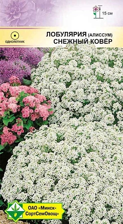 Лобулярия морская Снежный ковер, 0,2 г (МССО) Лобулярия морская Снежный ковер, 0,2 г (МССО)