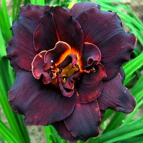 Лилейник Voodoo Dancer в горшке С-1 Лилейник Voodoo Dancer в горшке С-1