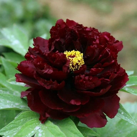 Пион Black Beauty (уп. 1 шт)