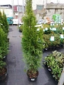 Туя Смарагд (Smaragd) западная 100-120 см С5 Туя Смарагд (Smaragd) западная 100-120 см С5