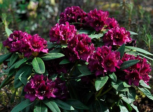 Рододендрон Polarnacht 40-60 см Рододендрон Polarnacht 40-60 см